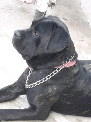 Venta cachorro CANE CORSO CRUZA CON LABRADOR