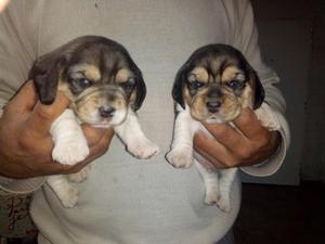 cachorros beagle de 45 dias