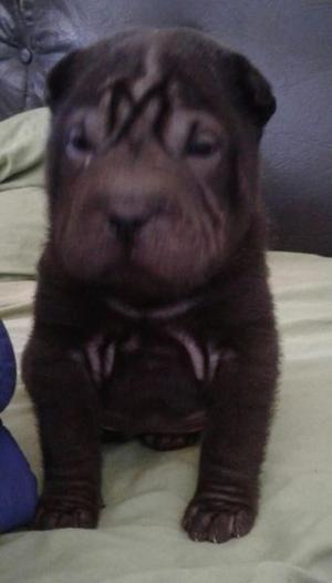 shar pei machito negro