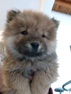 Akita inu macho