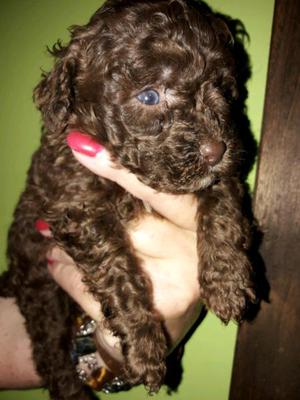 Caniche hembra chocolate de 45 dias 4300pesos