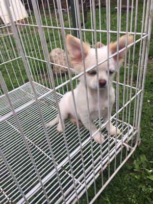 Chihuahua mini hembra blanca bicolor