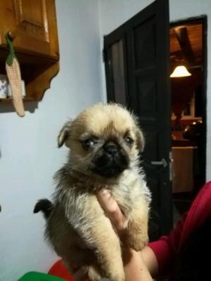 Pug con shih tzu Hembrita