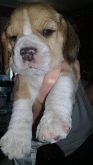 Vendo beagle hembra