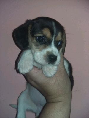 Beagle hembra tricolor