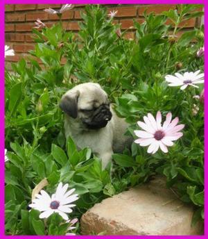 PUG CARLINO HEMBRITA, PAPAS CON PEDIGREE DE LA FCA!!