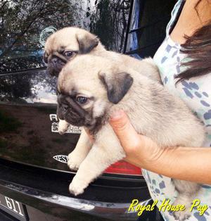 Pug Carlino Hembras y Machos de Excelente Calidad. Hermosos.