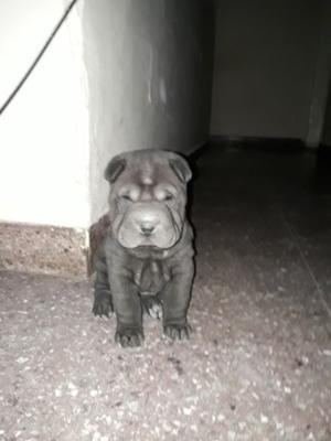 Shar Pei Hembra