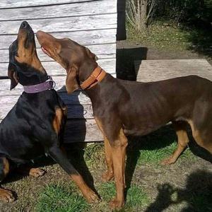 EXCELENTES DOBERMAN negro y fuego