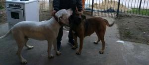 Fila brasilero cruzada con dogo argentino..