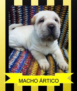 shar pei macho y hembra