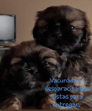 Cachorro Shih Tzu