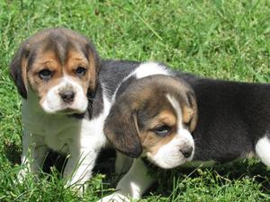 Cachorros De Maaier Beagles (fotos 06 OCtubre)