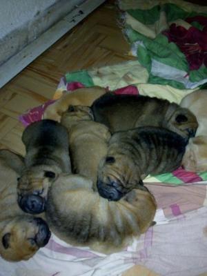 Cachorros sharpei pie