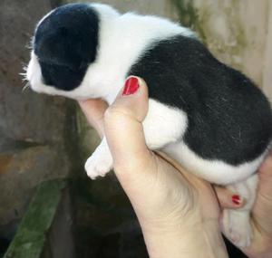 Excelentes cachorros de bulldog francés