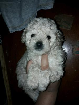 Vendo caniche hembra color apricot