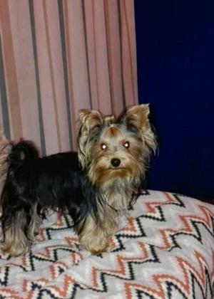 Yorkshire terrier cachorros