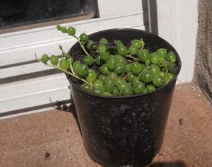 senecio rowleyanus, rosario maceta 10