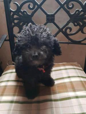 Caniche Machito un solo Machi. $1800