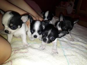 Chihuahuas minis para mama