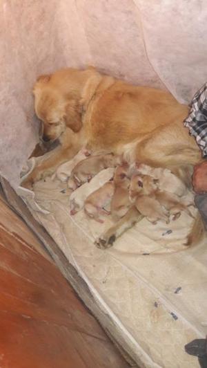 Golden retriever 2 meses