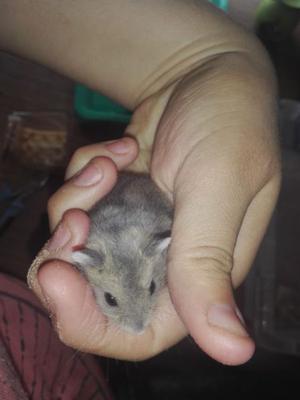 Vendo Hamsters Rusos Bebes en Neuquen