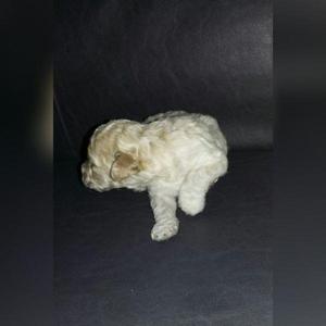 venta caniche toy
