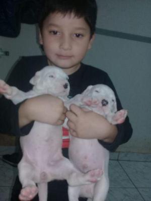 Dogo argentino cachorros