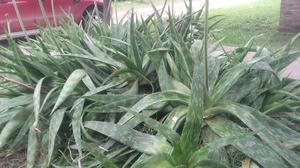 Plantas de Aloe Vera Saponaria
