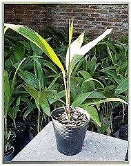 Plantín de palmera Archontophoenix