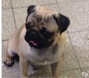 Pug cachorros excelentes con pedigri