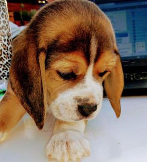 Vendo cachorro Beagle tricolor,macho