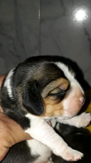 Beagles cachorros tricolores