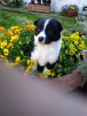 Border Collie HEMBRA