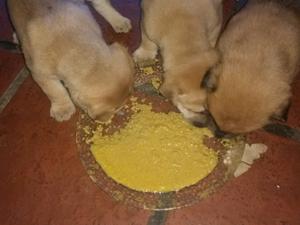 Cachorros shar pei