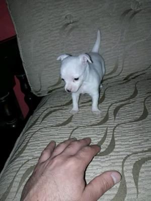 Chihuahua hembra mini