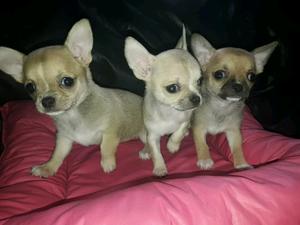 Chihuahuas Machos y Hembras