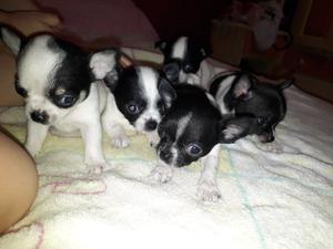 Chihuahuas mini para mama