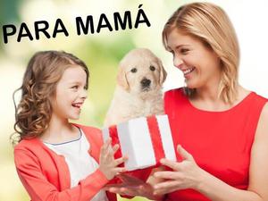 GOLDEN RETRIEVER HEMBRITAS PARA MAMA!! TARJETAS/ENVIOS