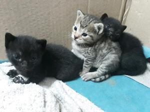 Gatitos en adopción!!