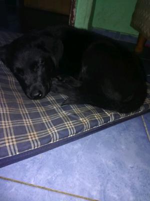 Labrador cachorro negro