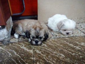 Vendo Shiht Tzu Macho