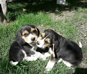 Vendo cachorro beagle macho.