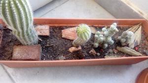 4 cactus con maseta