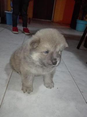 Bellos chow chow