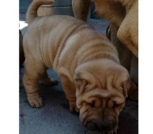 CACHORROS SHAR PEI HEMBRAS Y MACHOS