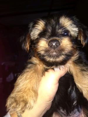 Cachorro Yorkshire terrier vendo