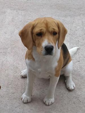 Cachorros Beagles Tricolores Machos Y He