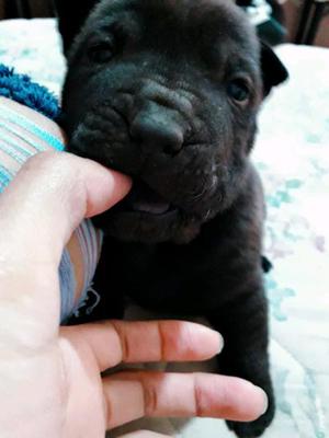 Cachorros shar pei