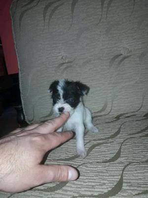 Cruza de chihuahua y yokshire